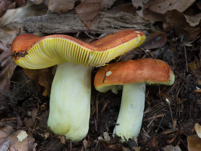 Russula aurea